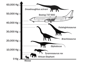 dreadnoughtus-schrani-size-and-weight-comparisons-data