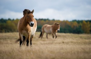 Przewalski-horse-field-Germany.jpg.653x0_q80_crop-smart