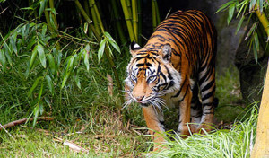 Lo tigre non a estat vist mai en Cambòtja dempuèi 2007.