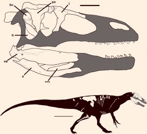 image_4046_2e-Murusraptor-barrosaensis