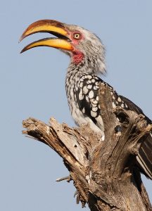 Southern_Yellow-billed_Hornbill,_Tockus_leucomelas_at_Mapungubwe_National_Park,_Limpopo,_South_Africa_(17683135193)