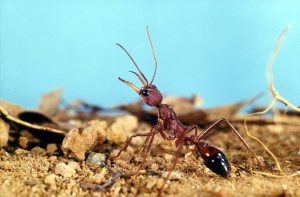 Myrmecia gulosa (Bull ant) on top of its nest. This worker has detected a predator, or prey while foraging. Their acute eyesight enables them to detect large intruders over a metre away.