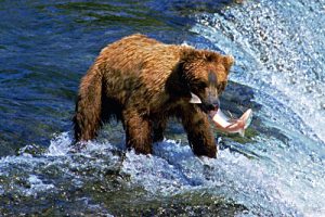 bear_and_salmon