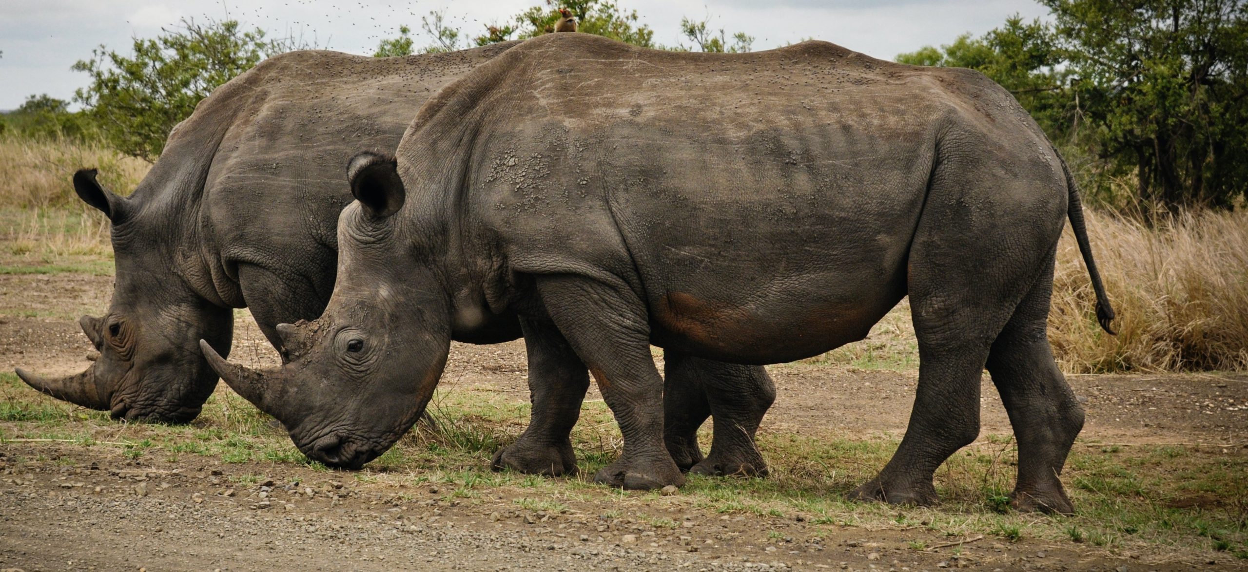 Era populacion de rinoceròs torne a créisher en Africa deth Sud
