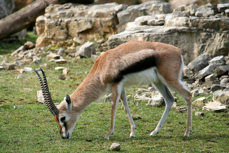 FAUNA AFRICANA (8) : LA GASÈLA - Sapiéncia.eu