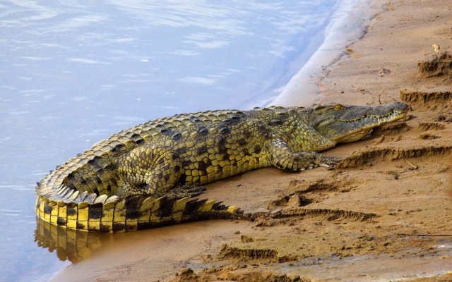 FAUNA AFRICANA (15): LO CROCODIL DEL NIL