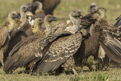 FAUNA AFRICANA (20) : LO VOLTOR DE RÜPPELL