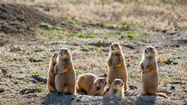 FAUNA AMERICANA (8): LO CAN DE LA PRADARIÁ