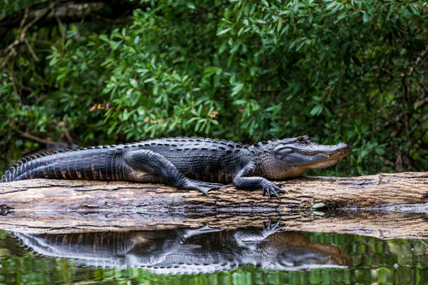 FAUNA AMERICANA (20): L’ALLIGATOR