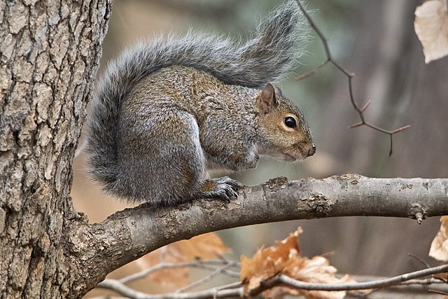 FAUNA AMERICANA (23) : L’ESQUIRÒL GRIS