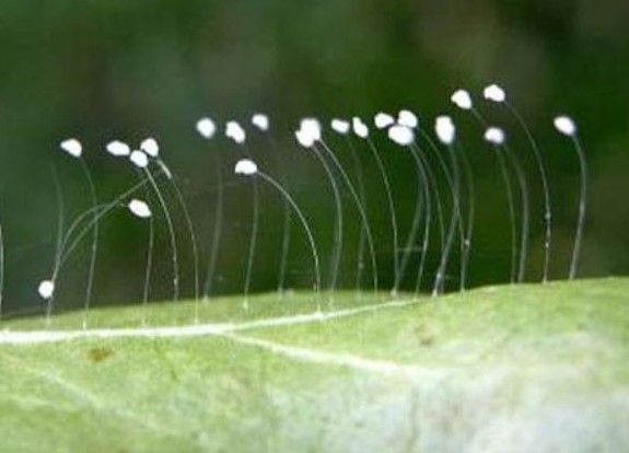 LA FLOR D’UDUMBARA