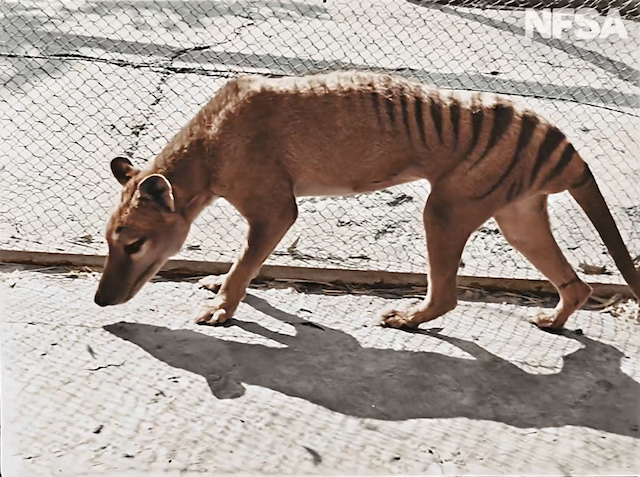 COSSÍ REVISCOLAR LO TIGRE DE TASMANIA