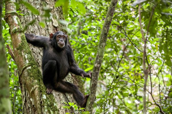 UNA ORIGINA ARBORICÒLA