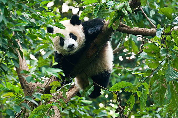 FAUNA ASIATICA (3): LO PANDA GIGANT