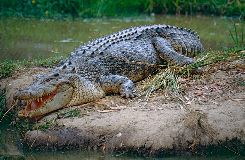 FAUNA OCEANIANA (11): LO CROCODIL MARIN