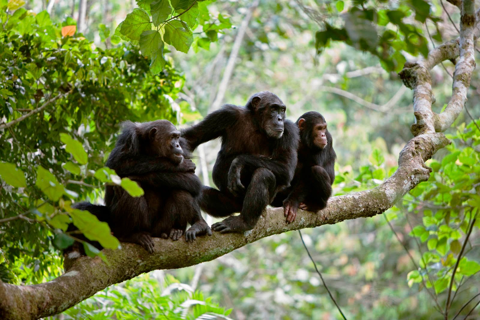 E ARA, TANBEN LOS CHIMPANZÉS