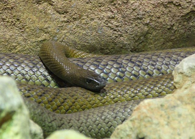 FAUNA OCEANIANA (13): LO TAIPAN DEL DESÈRT