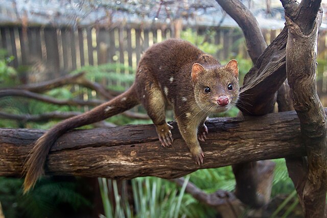 FAUNA OCEANIANA (14): LO TIGRE MARSUPIAL