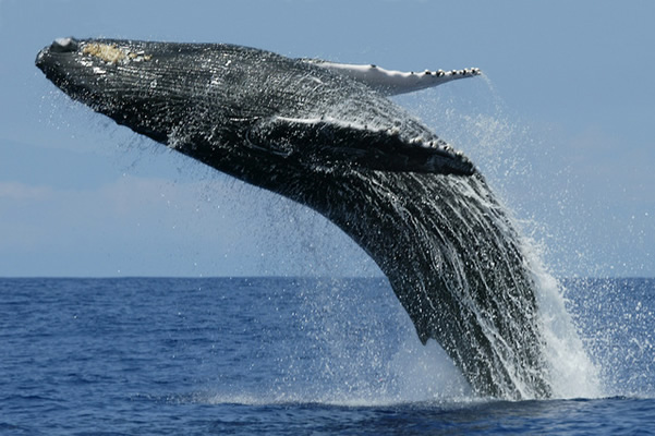 FAUNA OCEANIANA (17): LA BALENA BLAVA