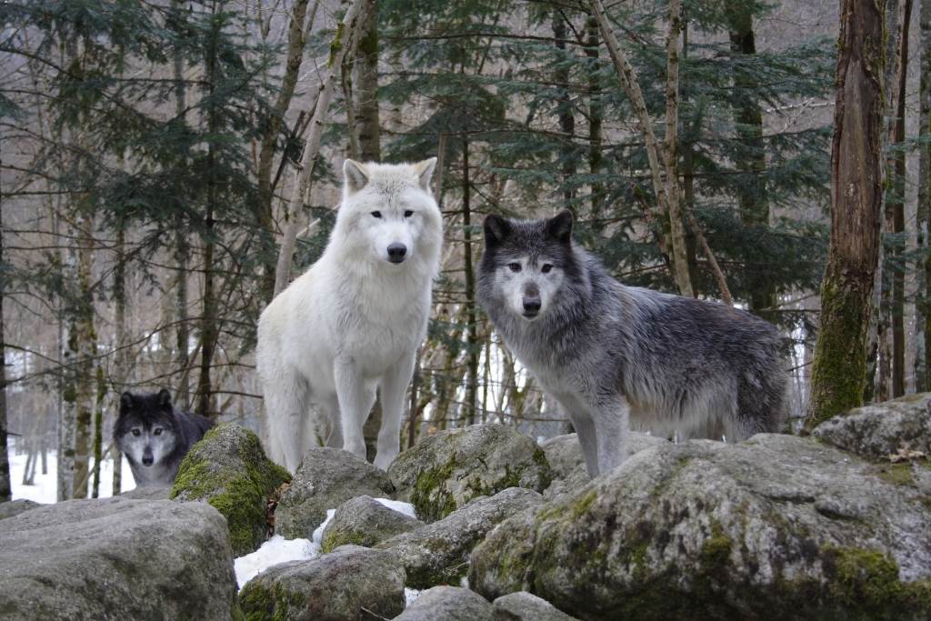 L’OSTAL DELS LOPS