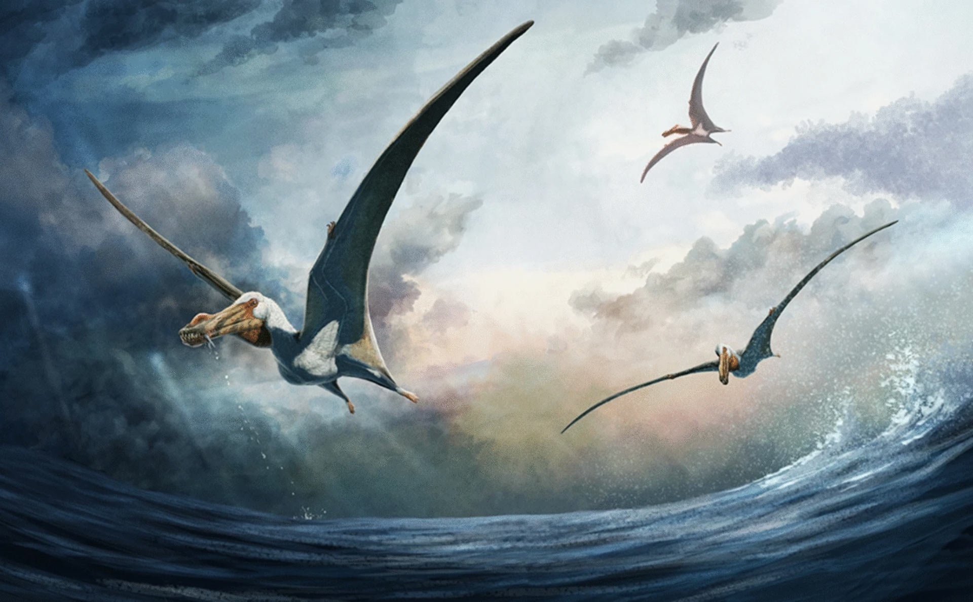 ÉS DESCOBÈRTA UNA NÒVA ESPÈCIA DE PTEROSAURE A AUSTRÀLIA