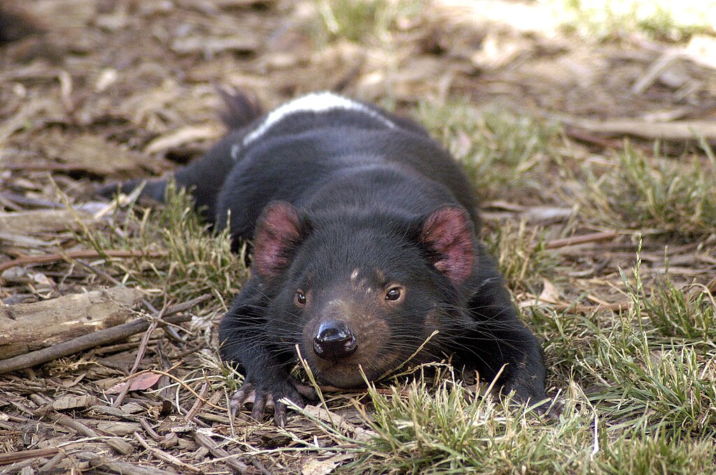 FAUNA OCEANIANA (21): LO DIABLE DE TASMANIA