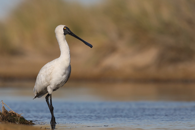 FAUNA OCEANIANA (20): LO BÈCPLAN REIAL