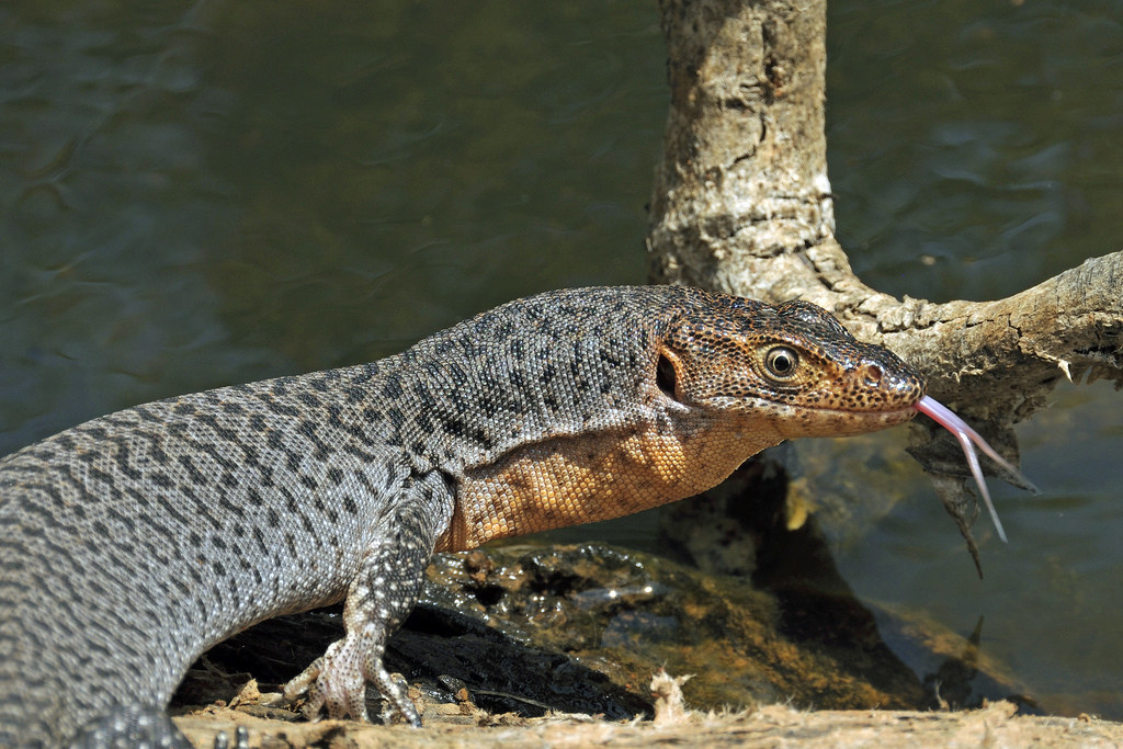 FAUNA OCEANIANA (19): LO VARAN