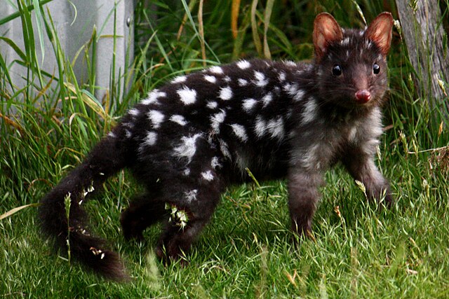 FAUNA OCEANIANA (22): LO GAT MARSUPIAL