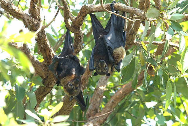 FAUNA OCEANIANA (23): LO RAINARD VOLADOR   