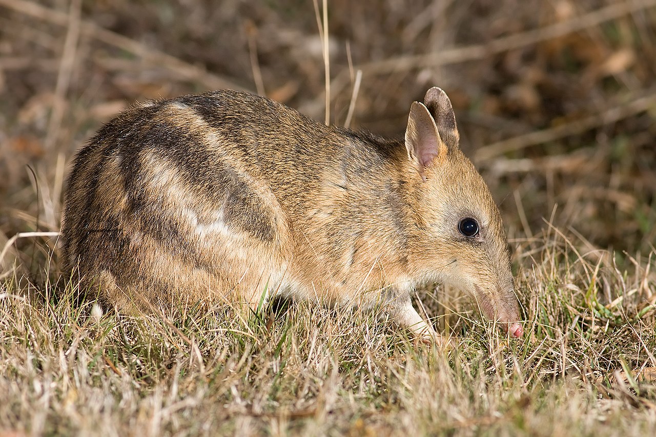 FAUNA OCEANIANA (24): LO BANDICUT