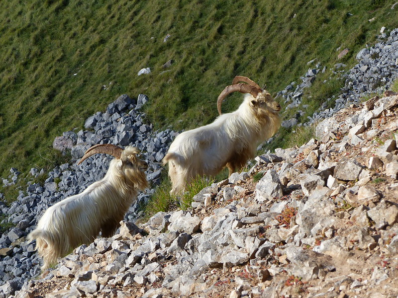 CHINA CLONÈT (TORNARMAI ) DE CABRAS