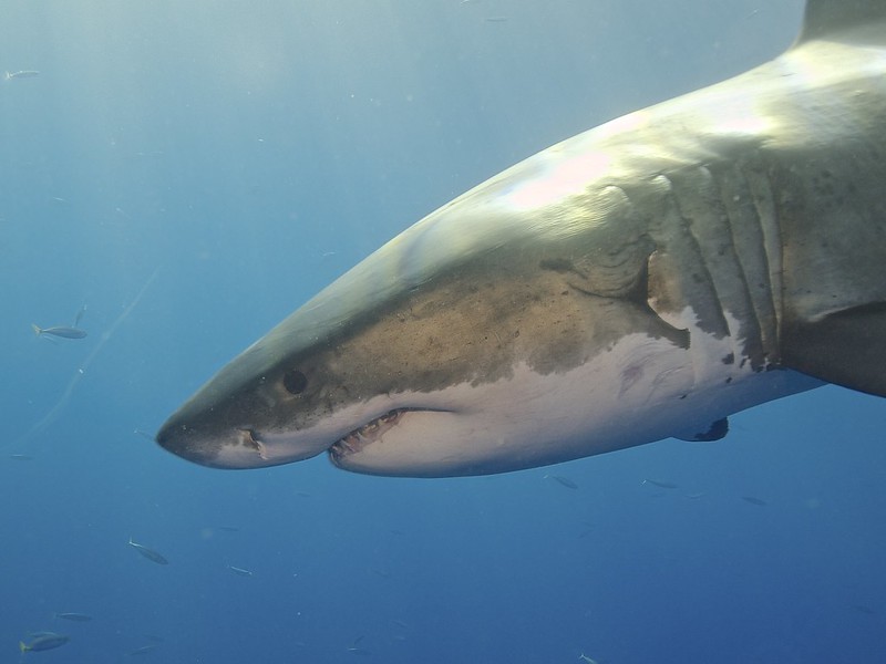 FAUNA OCEANIANA (26): LA LÀMIA BLANCA