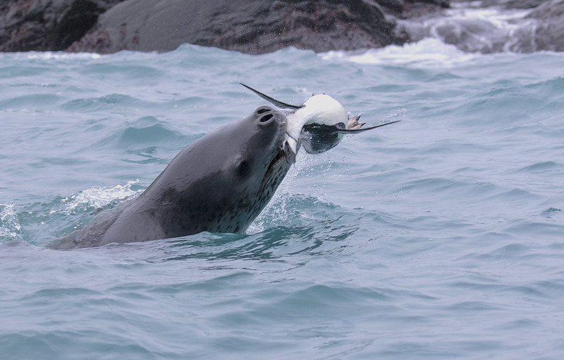 MAMIFÈRS ÒC, MAS MARINS