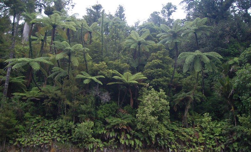DE MENS EN MENS ESPÈCIAS D’ARBRES