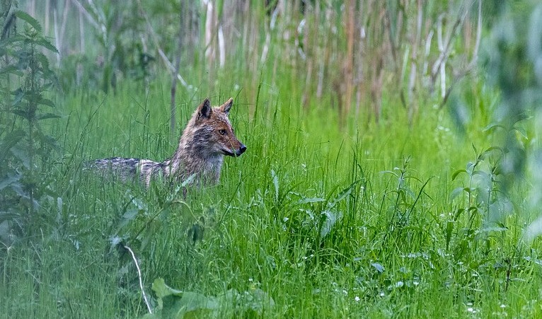 L’ARRIBADA DEL CHACAL A OCCITÀNIA